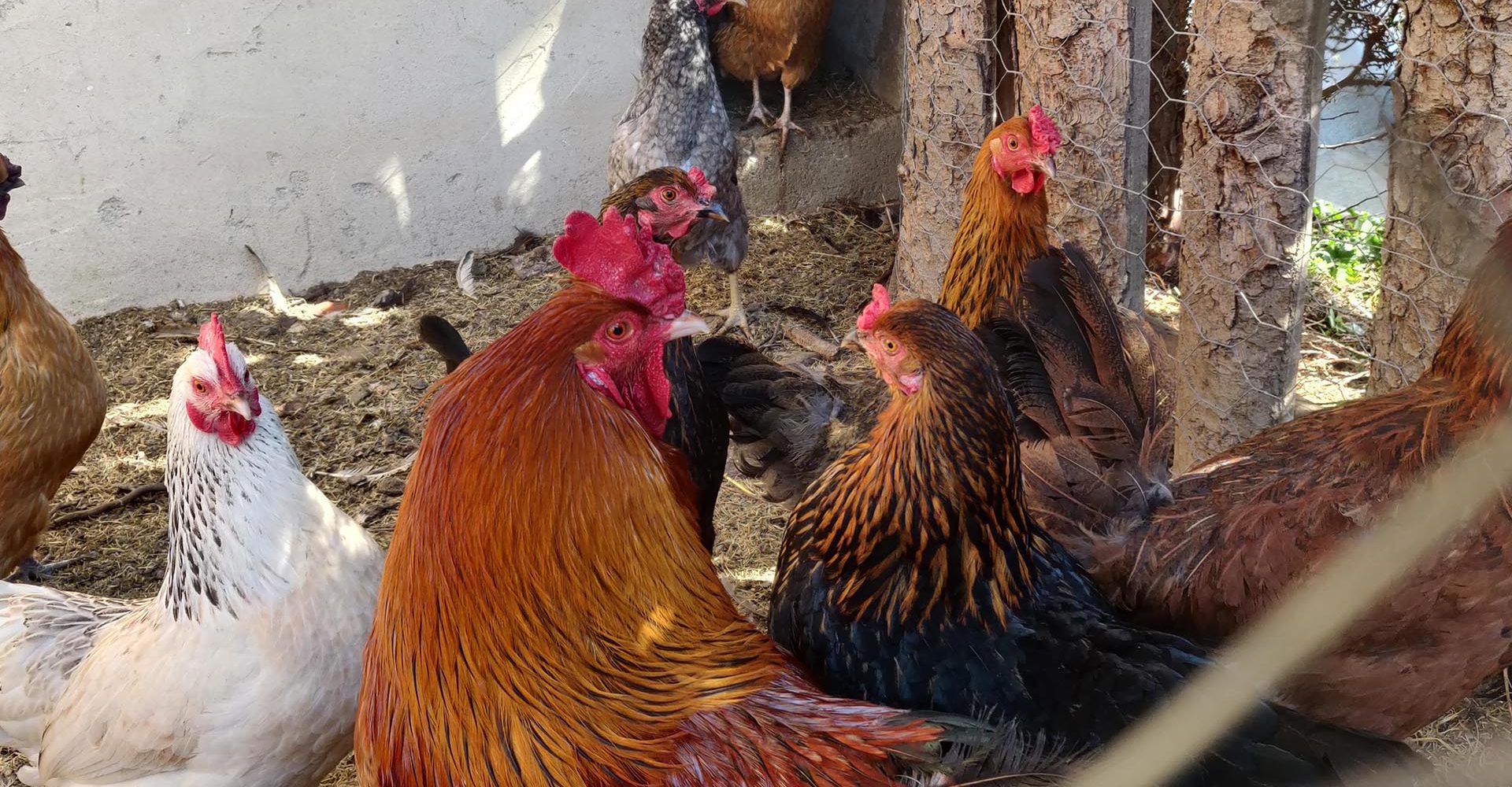 bauernhof mit kindern suedtirol 3