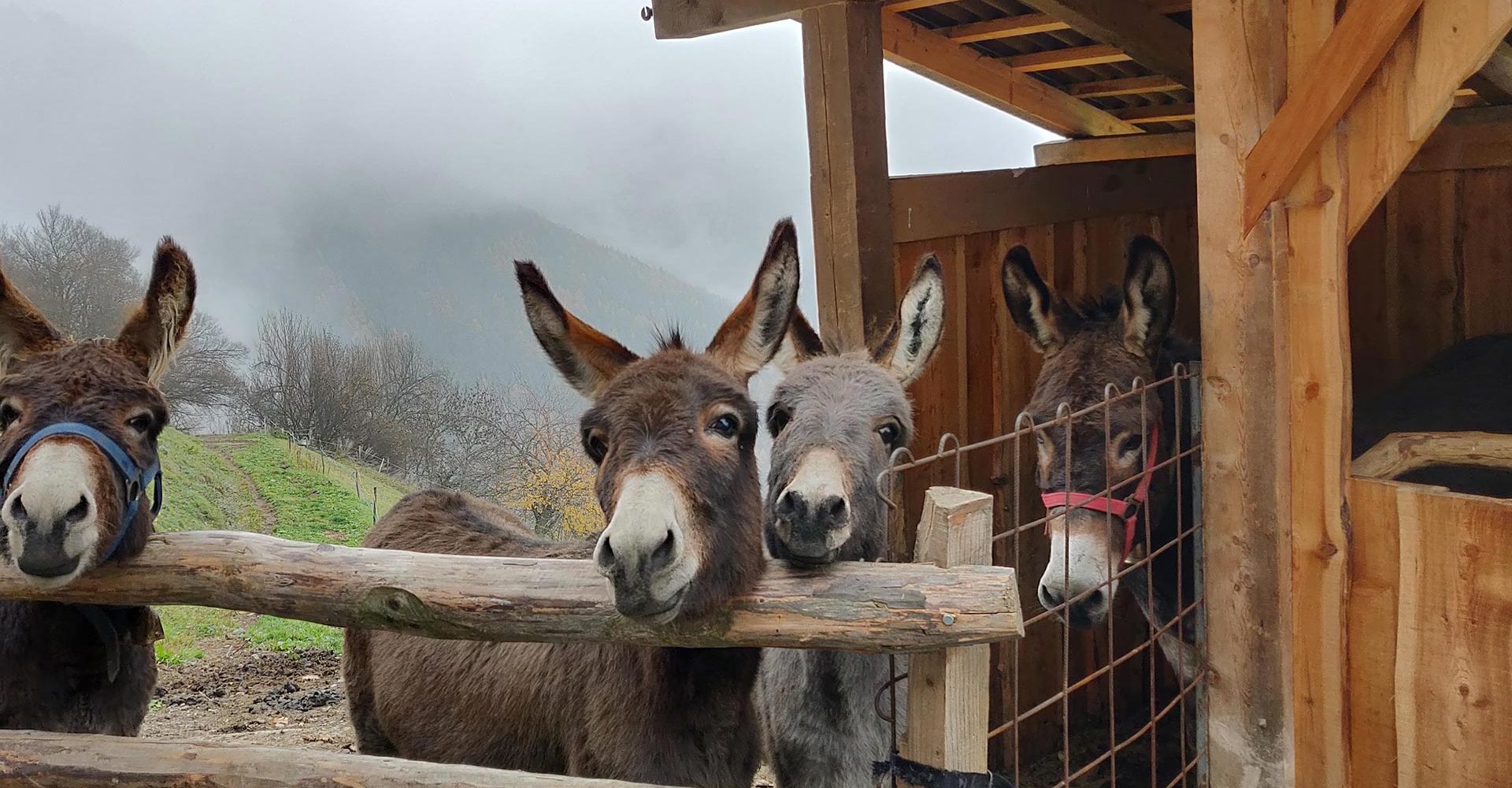 bauernhof mit kindern suedtirol 4