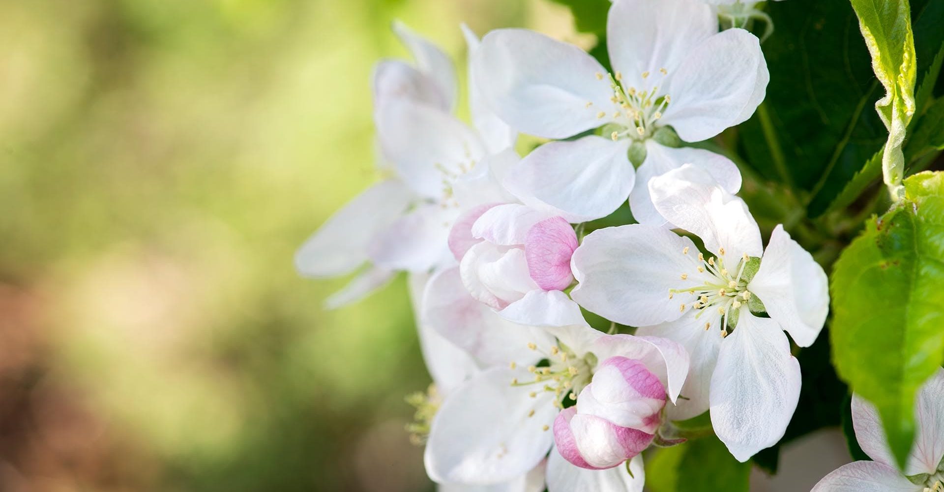 fruehling in luesen suedtirol 1 1