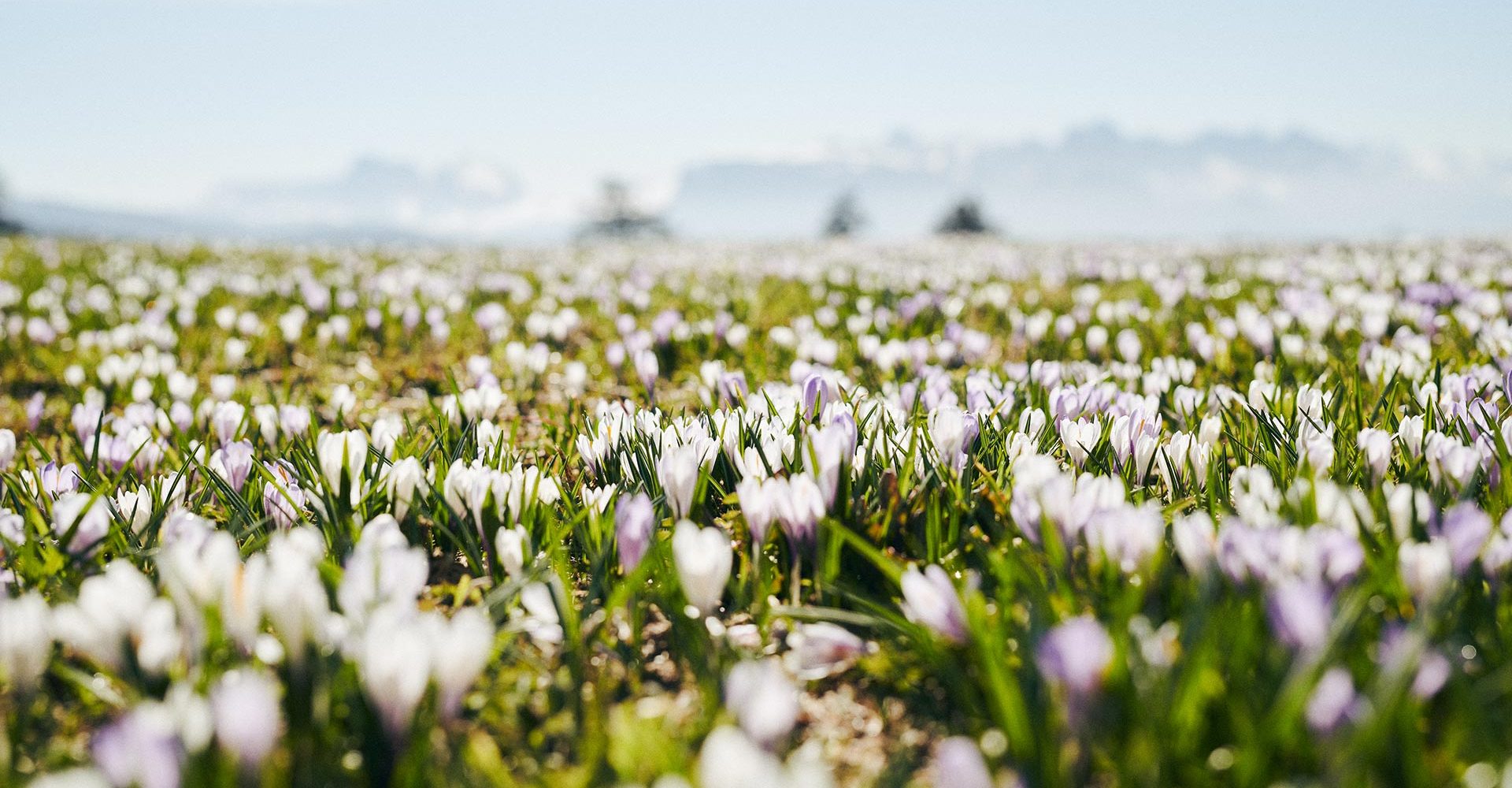 fruehling in luesen suedtirol 5