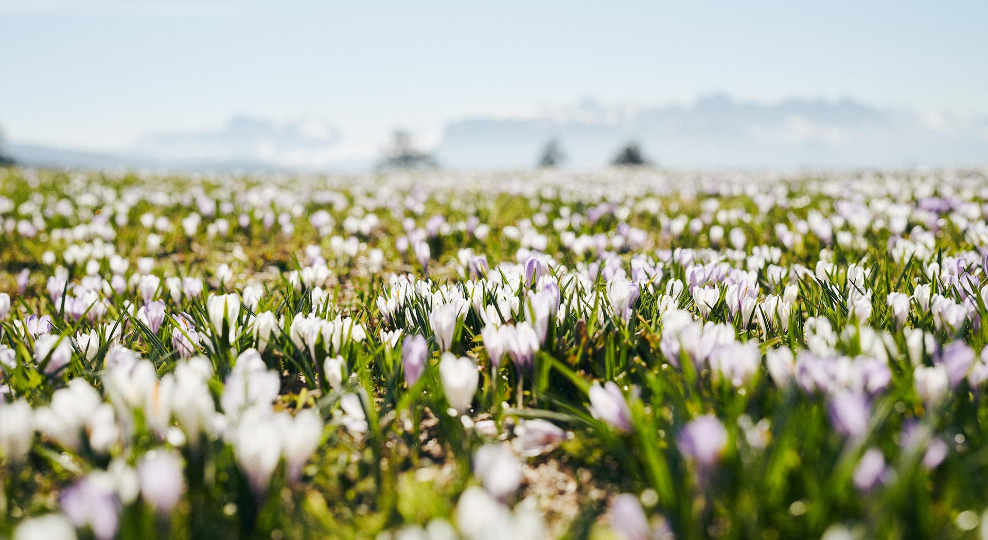fruehling in luesen suedtirol